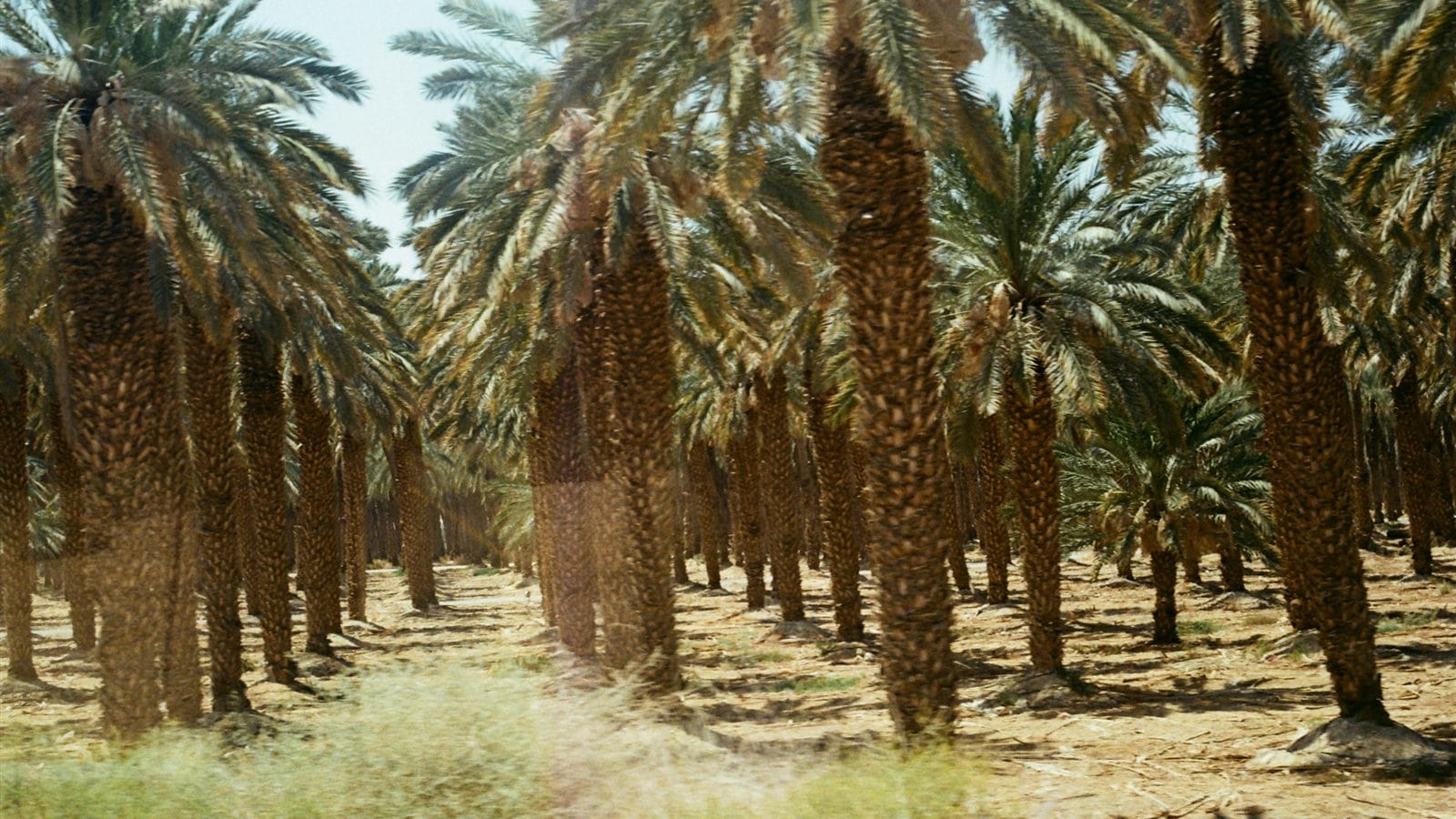Kebun Kurma Madinah: Sejarah, Ragam Jenis Kurma, dan Adab Berkunjung bagi Jemaah Umroh